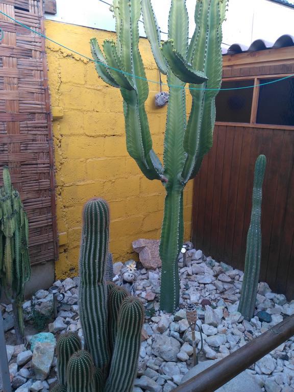 Hostal Cactus Copiapó מראה חיצוני תמונה